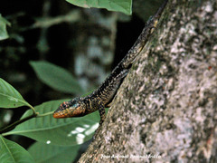 Tropidurus catalanensis