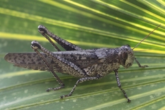 Schistocerca rubiginosa