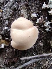 Trichoderma peltatum