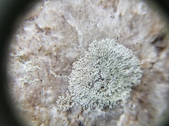 Physcia subtilis