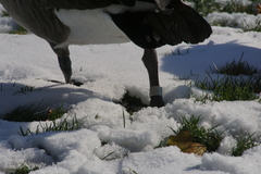 Branta canadensis