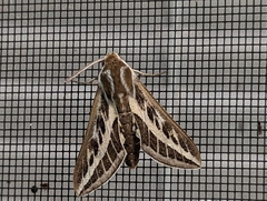 Hyles livornicoides