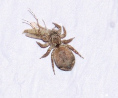 Mexigonus
