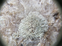 Physcia subtilis