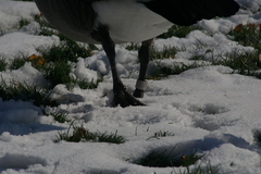 Branta canadensis