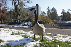 Branta canadensis