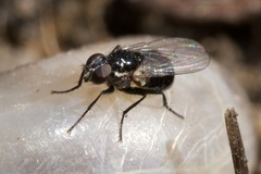 Coenosia atra