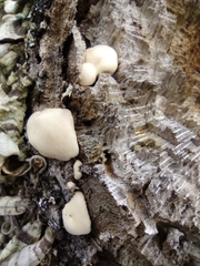 Trichoderma peltatum