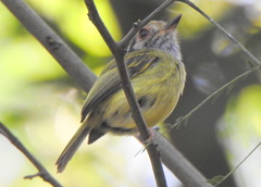 Myiornis auricularis