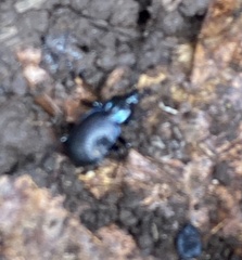 Sphaeroderus