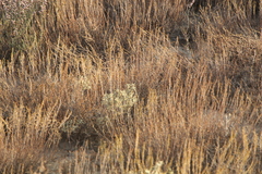 Artemisia pauciflora