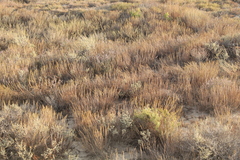 Artemisia pauciflora