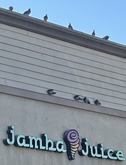 Columba livia domestica