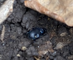 Sphaeroderus