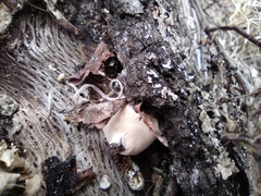 Trichoderma peltatum