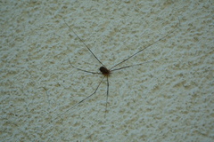 Phalangioidea