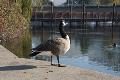 Branta canadensis
