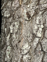Camponotus floridanus