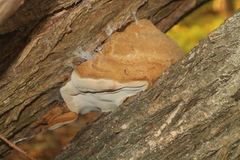 Phellinus pomaceus