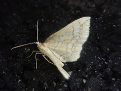 Laciniodes denigrata