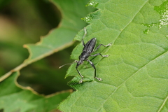 Naupactus