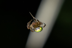 Araneus apricus
