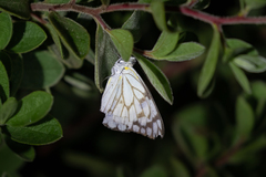 Belenois