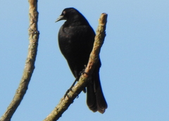 Molothrus oryzivorus