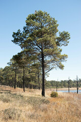 Pinus cooperi