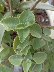 Coleus amboinicus