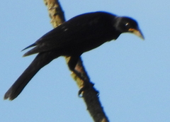 Molothrus oryzivorus