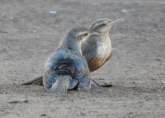 Campylorhynchus turdinus