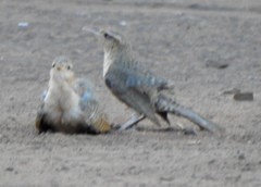 Campylorhynchus turdinus