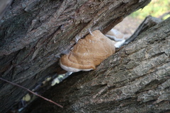 Phellinus pomaceus