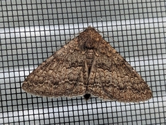 Eudesmeola lawsoni