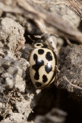 Tytthaspis sedecimpunctata