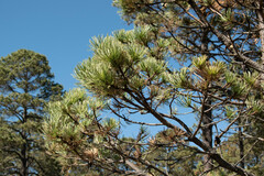 Pinus cooperi