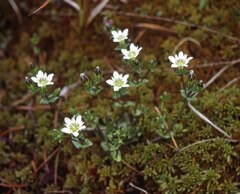 Gentiana douglasiana