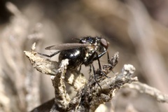 Coenosia atra