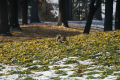 Sciurus carolinensis