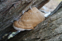 Phellinus pomaceus