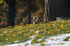 Sciurus carolinensis