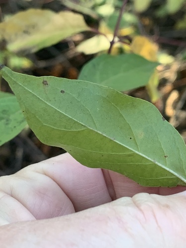Smooth Dogwood foliage