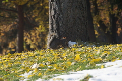 Sciurus carolinensis