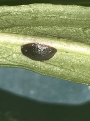 Coccoidea