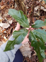 Persea borbonia