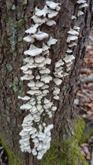 Trichaptum abietinum