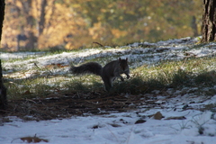 Sciurus carolinensis