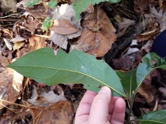 Persea borbonia
