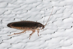 Blaberoidea